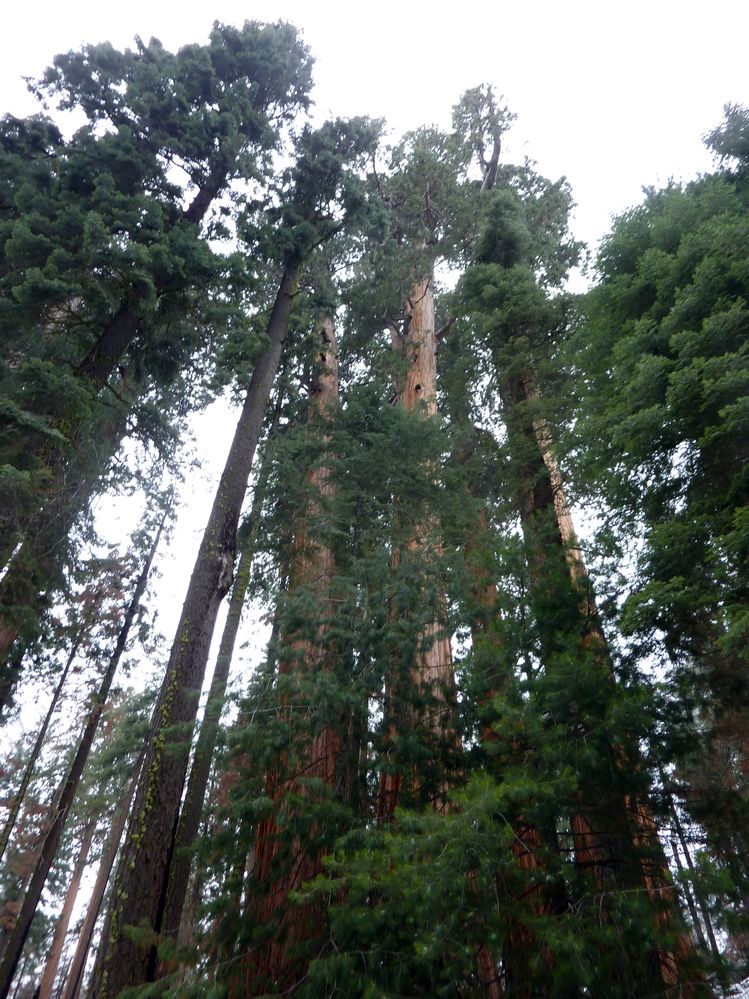 Sequoia parc(11).JPG
